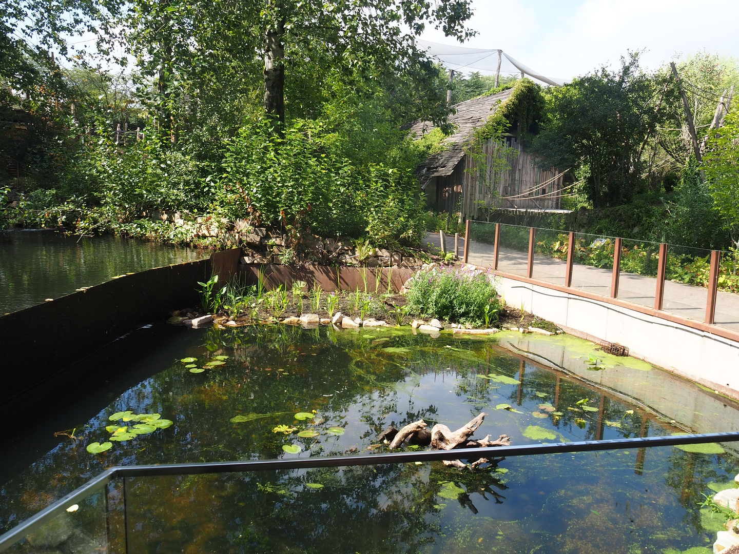 Planted pond (Former nutria exhibit), walkway and Saki/Callitrichid house, 2022-08-20