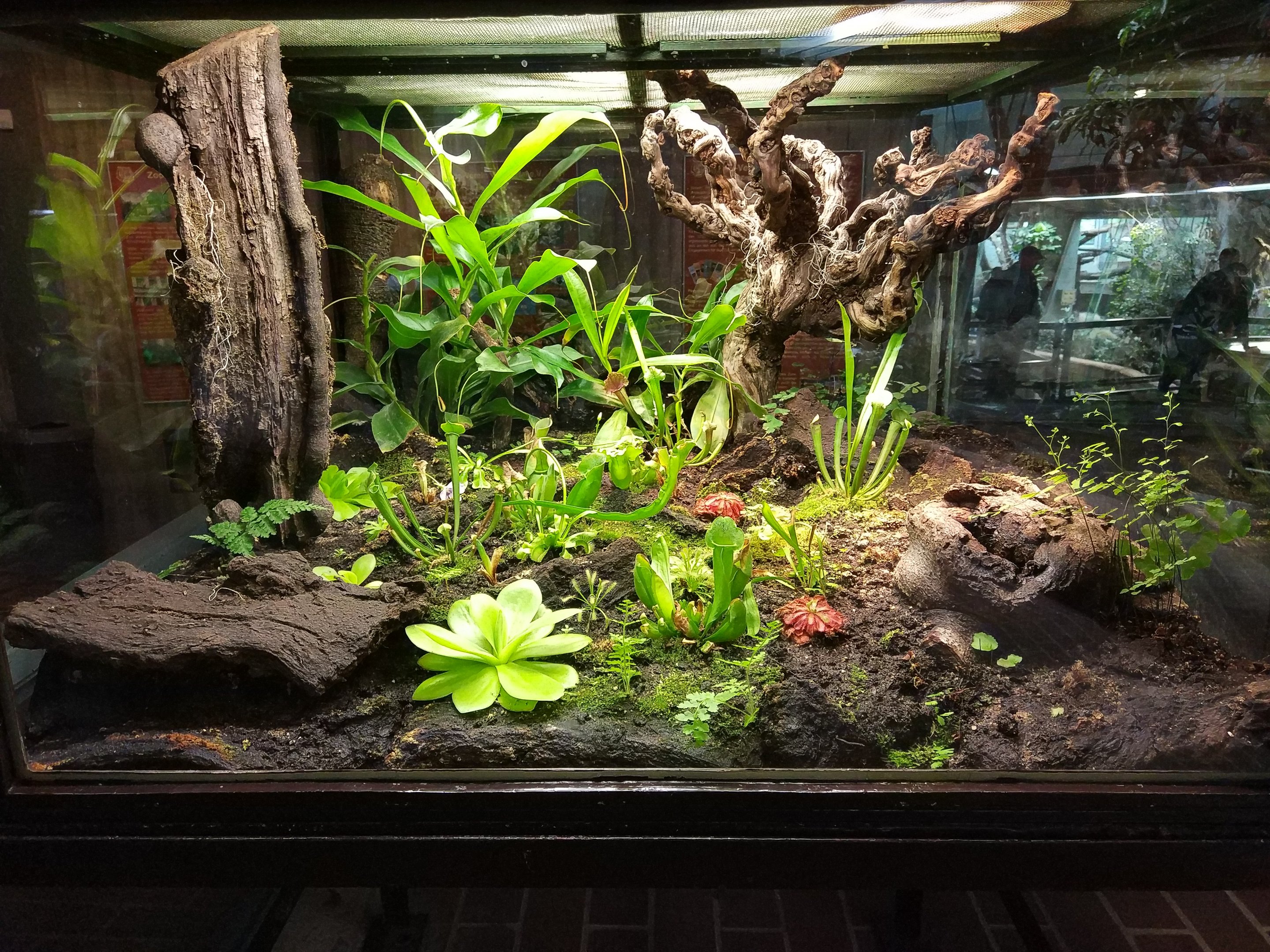 Planted Terrarium in Ape House