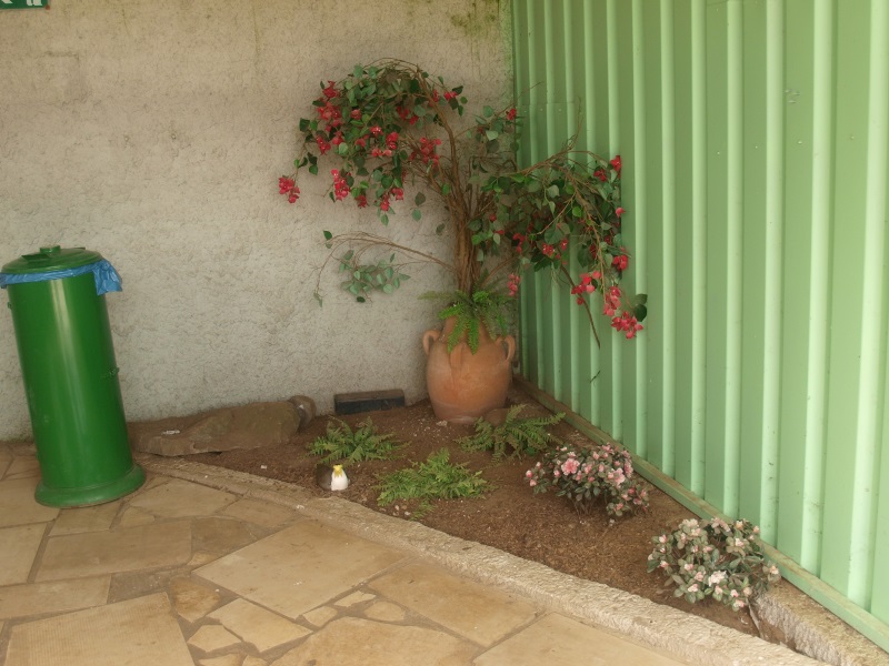 Planter with nesting masked lapwing (April 19th, 2015)
