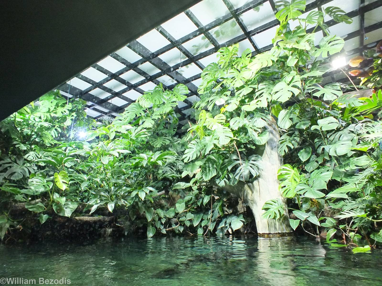 Planting above the Arapaima Tank in the Newly Renovated Aquarium
