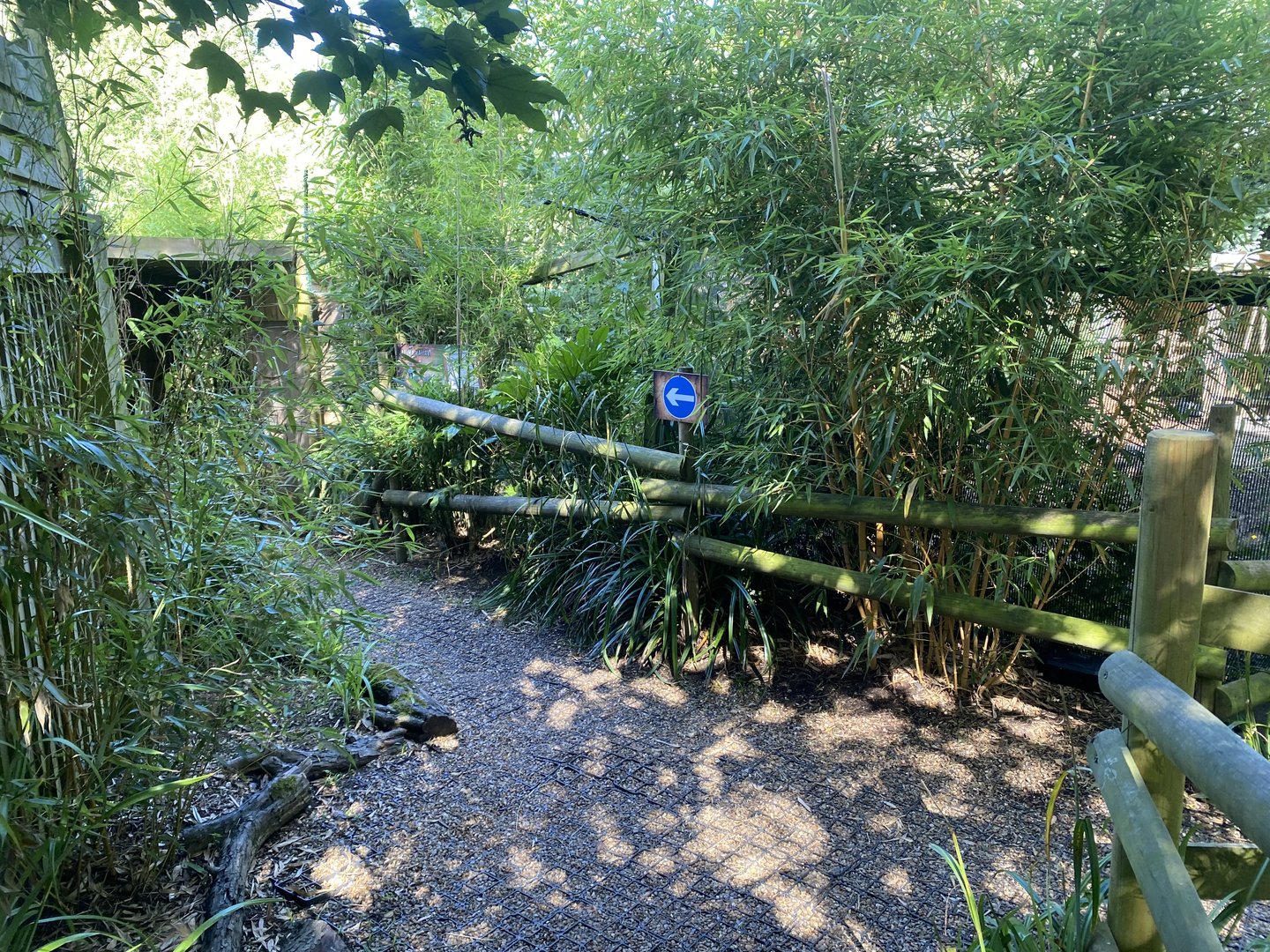 Planting and arrow towards Aardwolf enclosure 290723