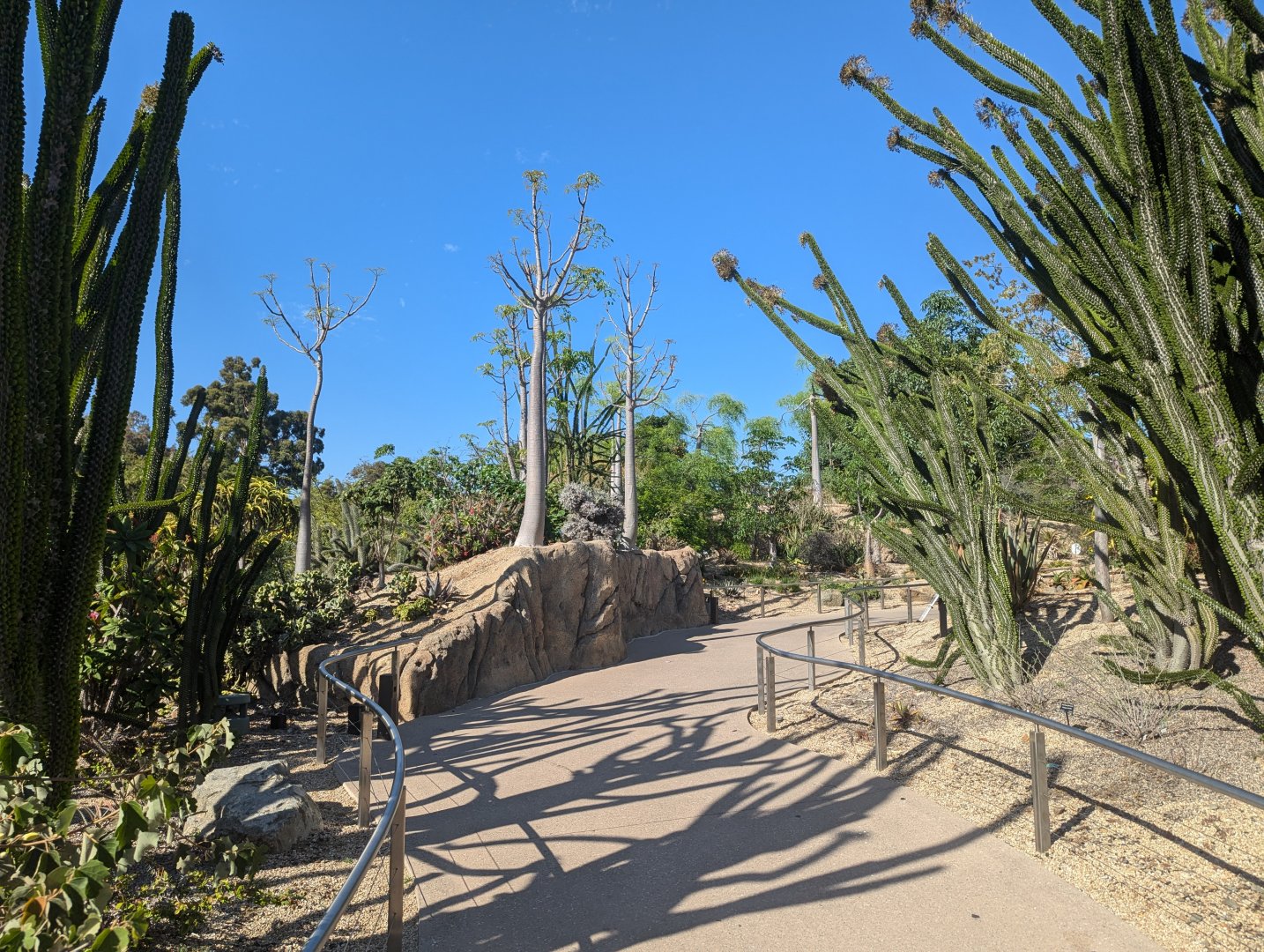 Planting in Africa Rocks Garden