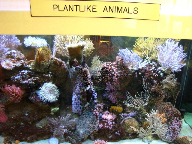 Plantlike Animals