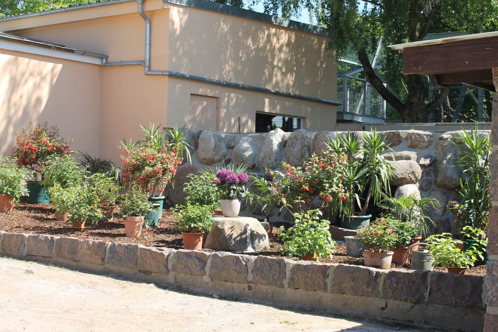 Plants in former Barbary macaque-enclosure