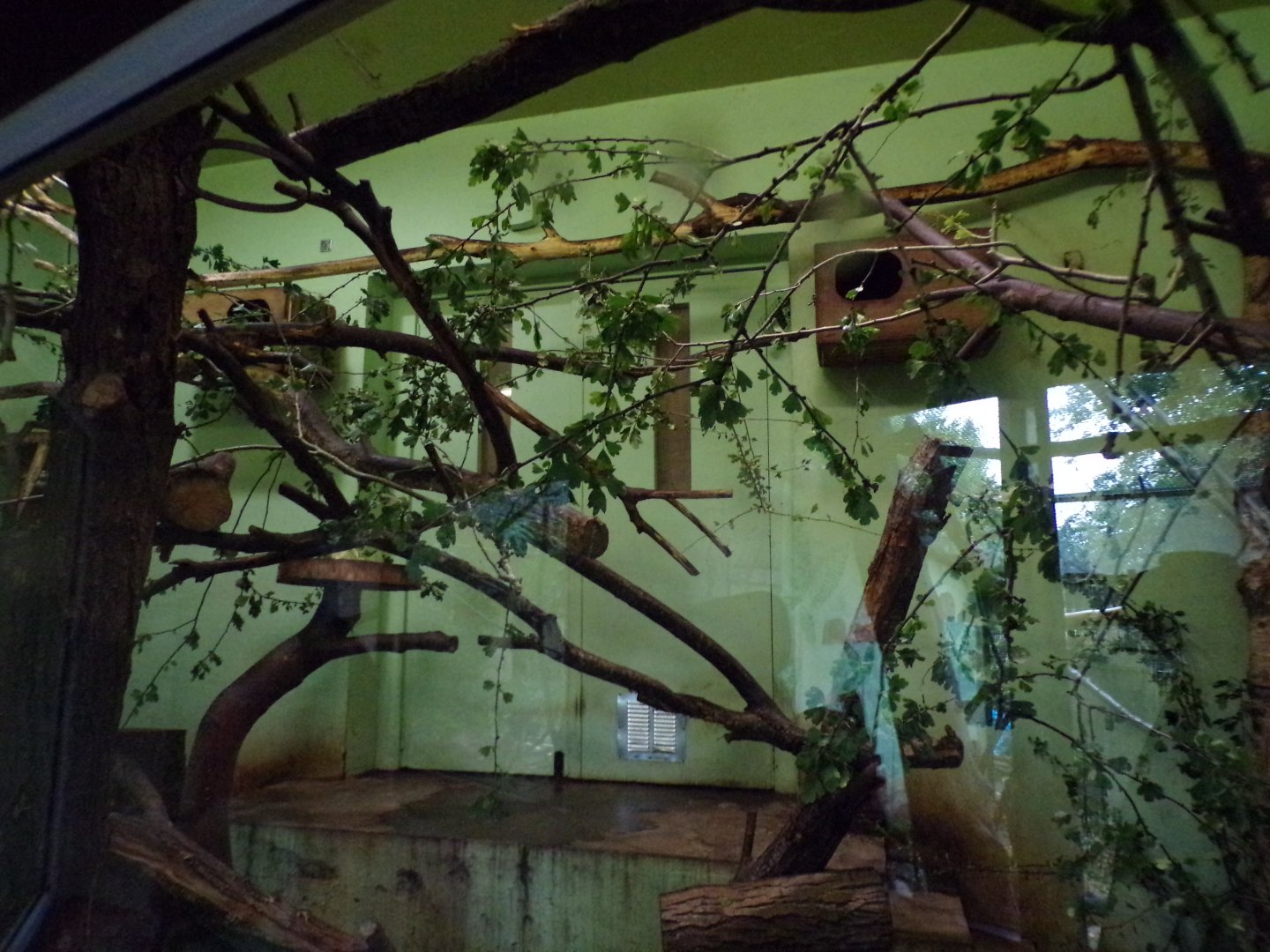 Plants in indoor magic forest primate housing 25.8.24