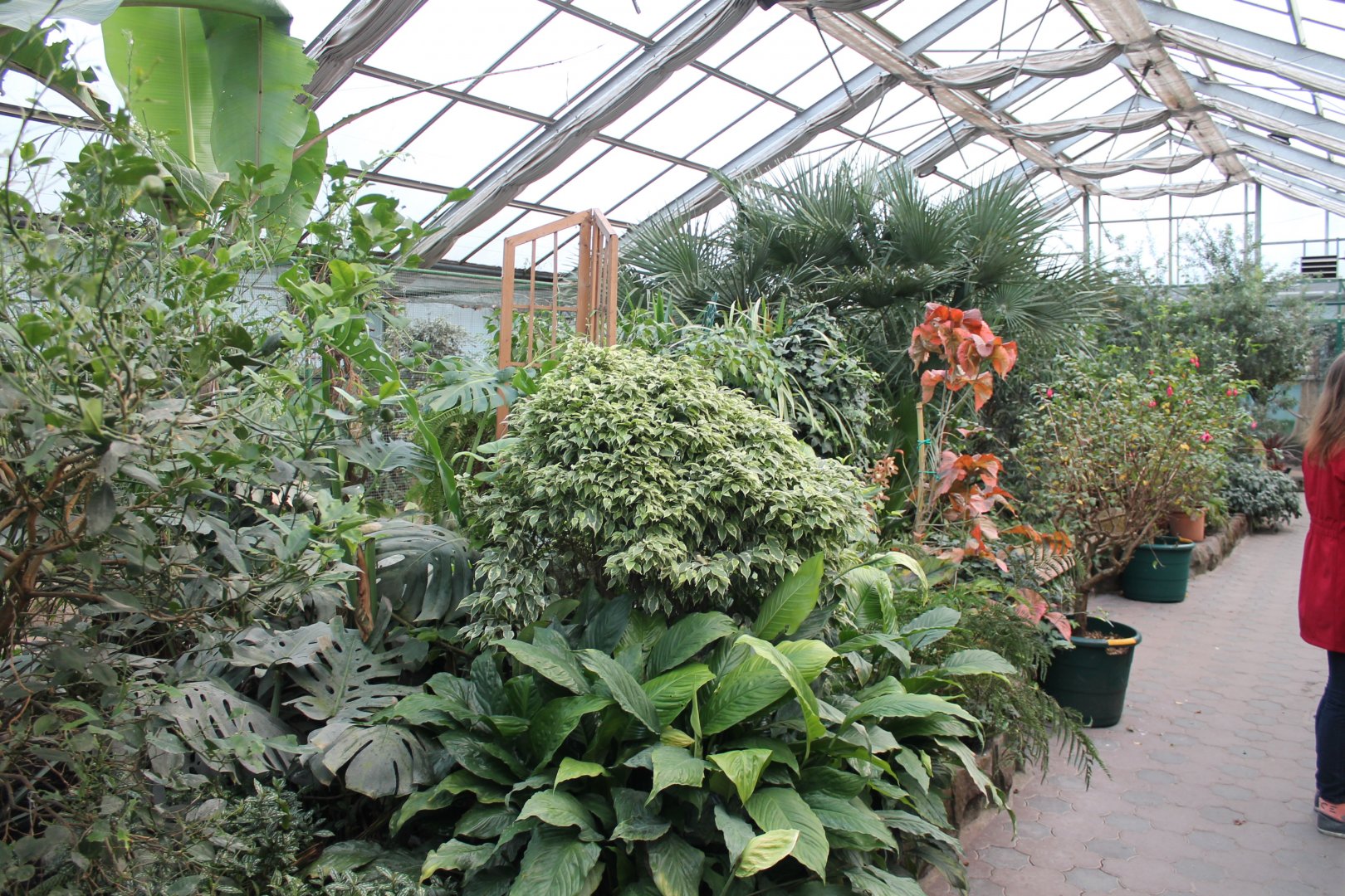 Plants in the Paradies-halle