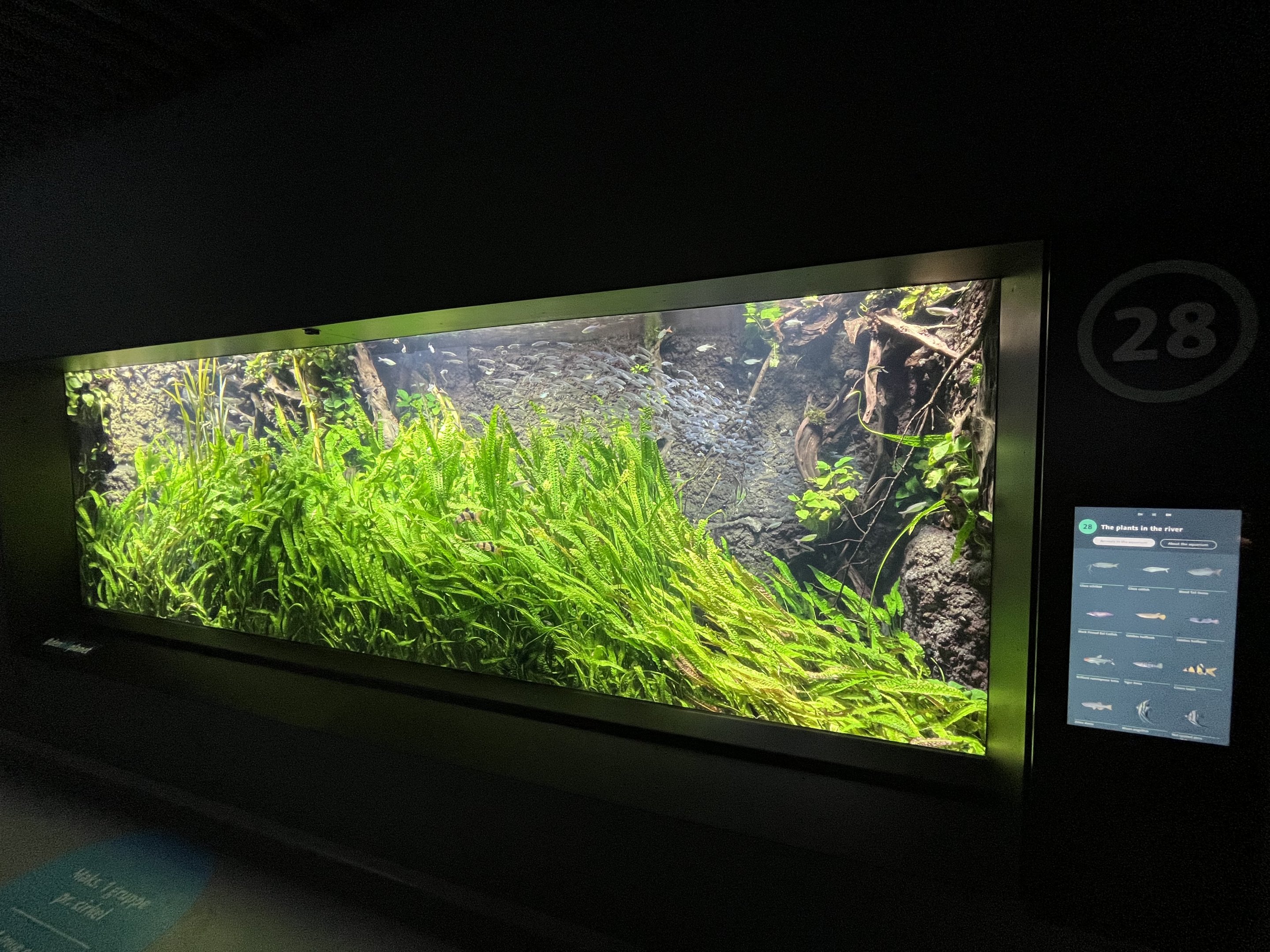 Plants in the River Tank (12 species)