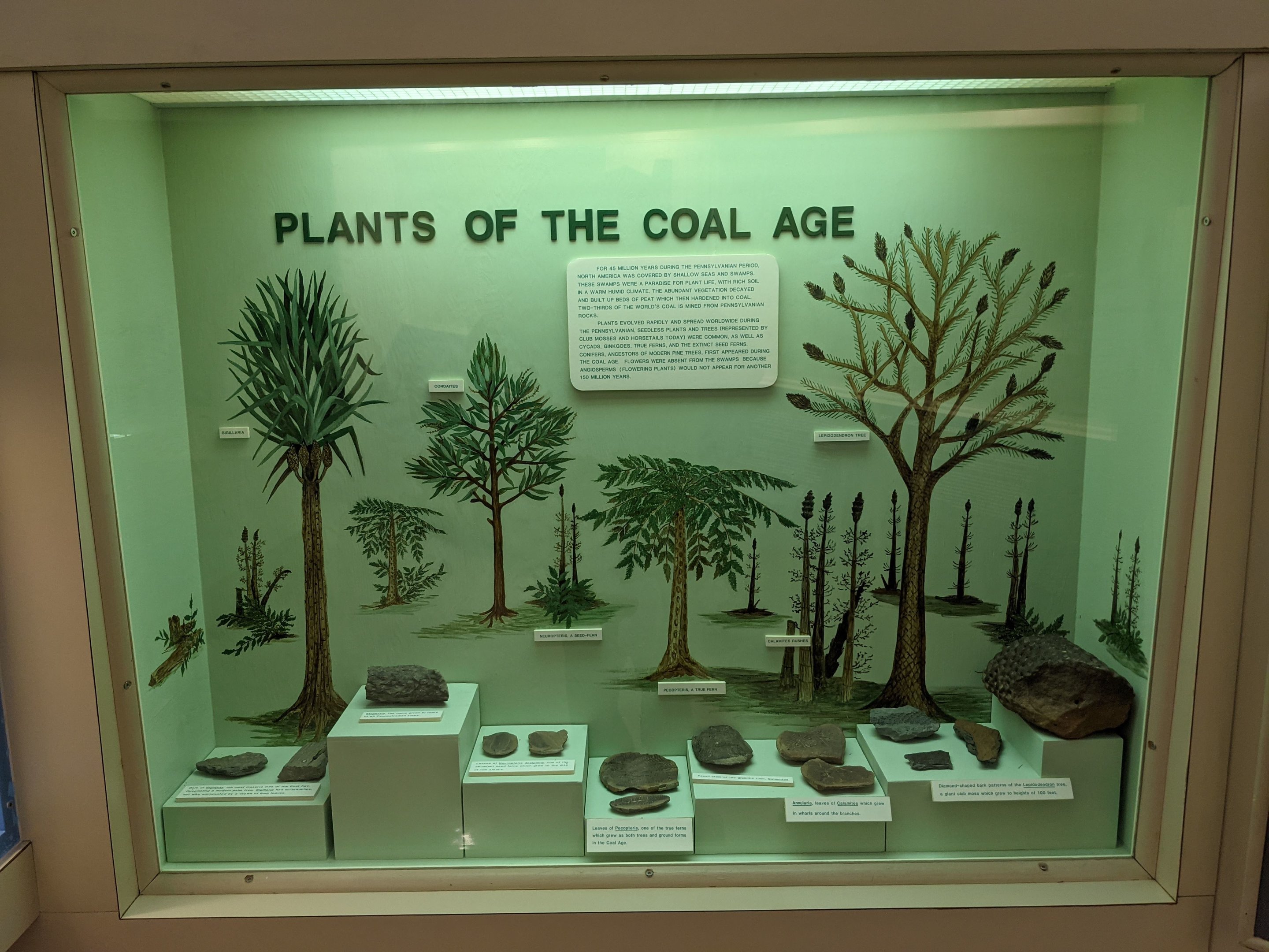 Plants of the Coal Age Display