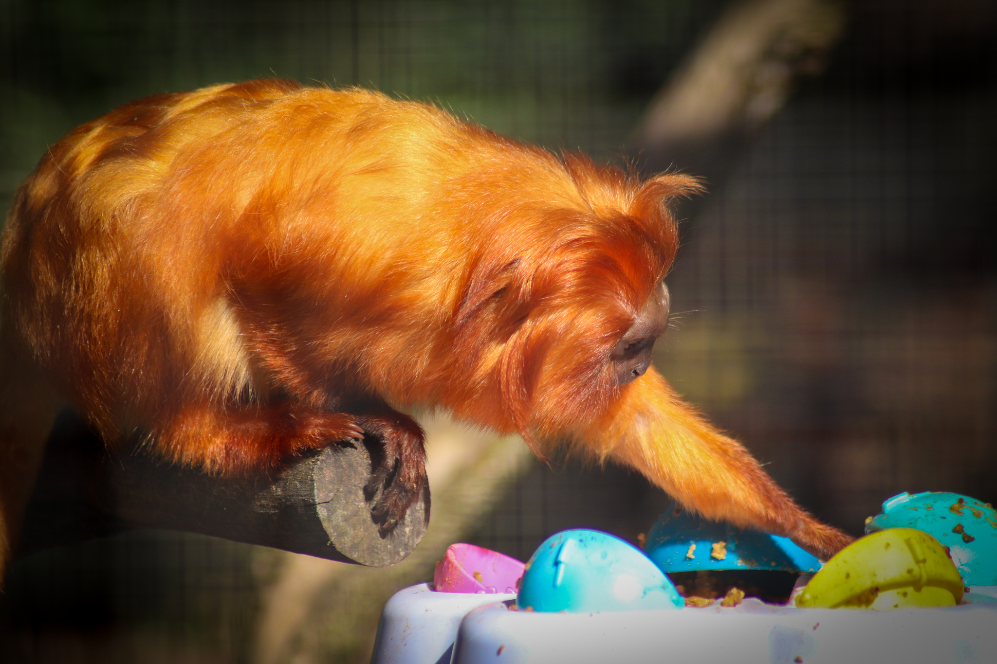 Plastic Egg Enrichment
