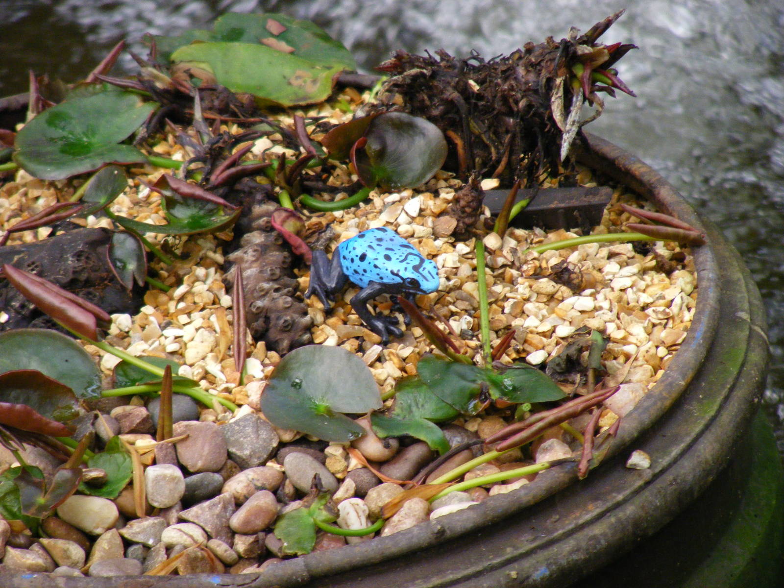 Plastic frog at Amazon World, 5 April 2010