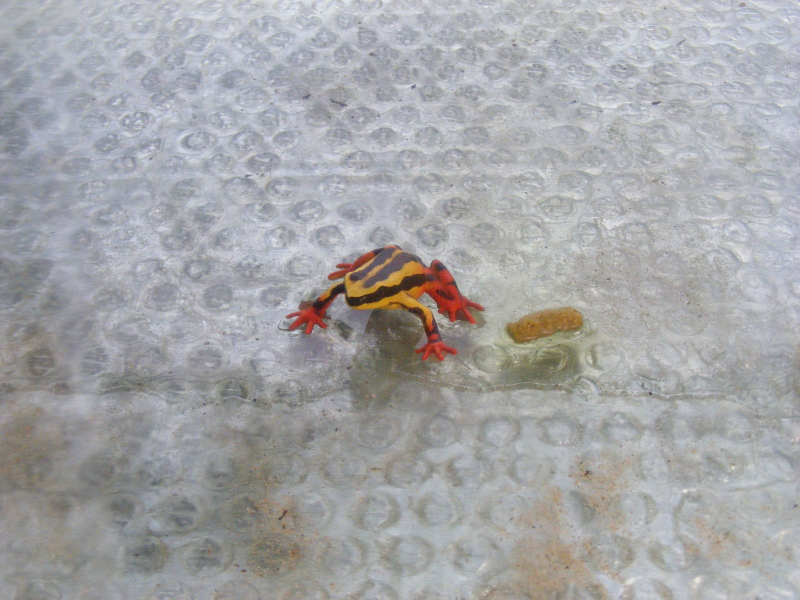 Plastic frog at Amazon World, 5 April 2010