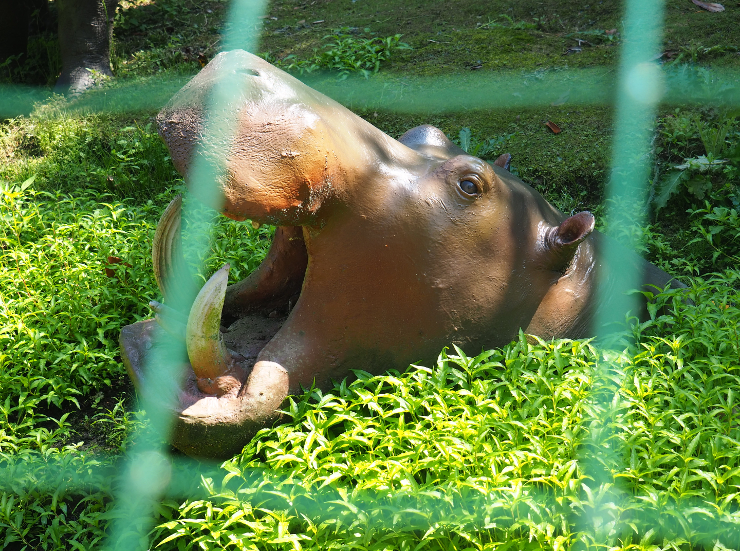 Plastic hippopotamus head in dried up moat of empty exhibit, 2019-08-04