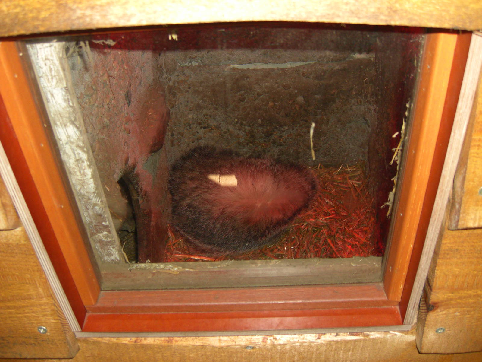 Plaswijckpark Rotterdam - Badger