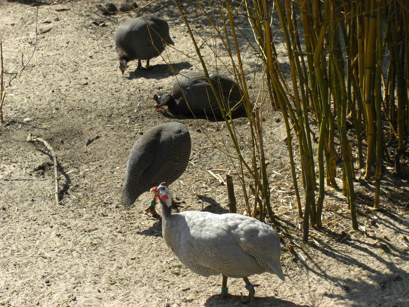 Plaswijckpark Rotterdam - Big aviary