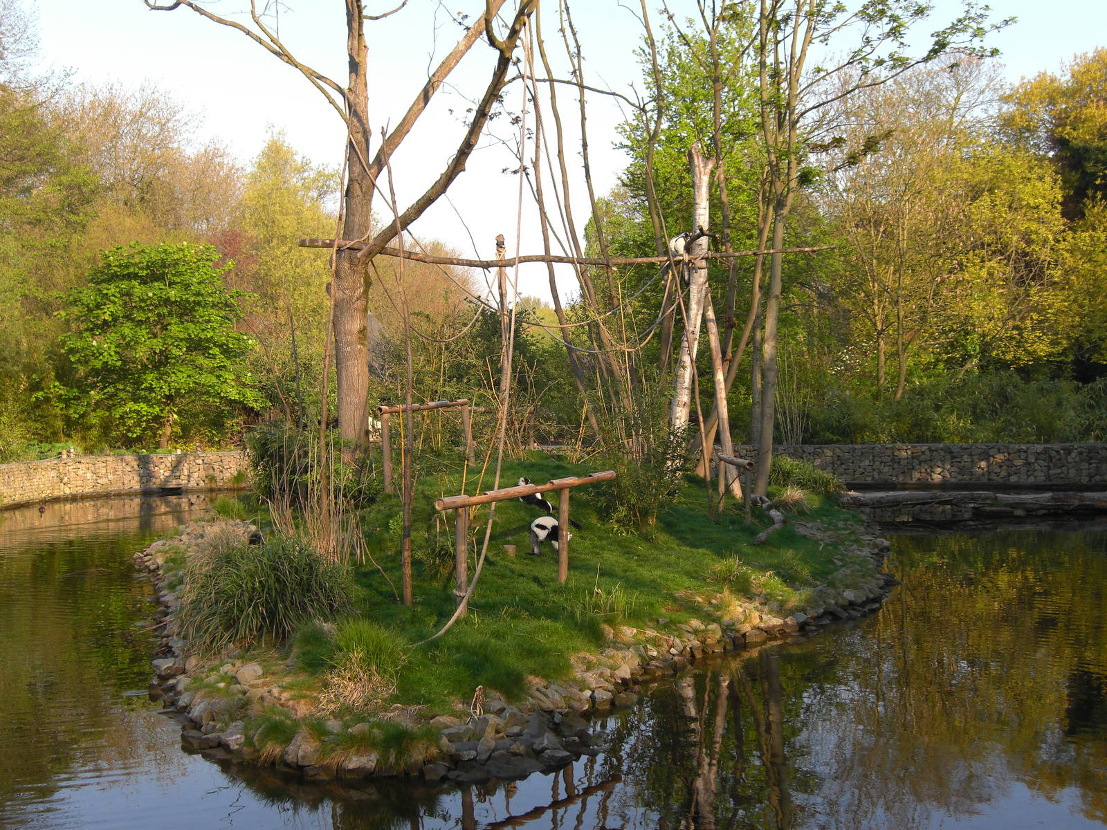 Plaswijckpark Rotterdam - Black and White Ruffed Lemurs