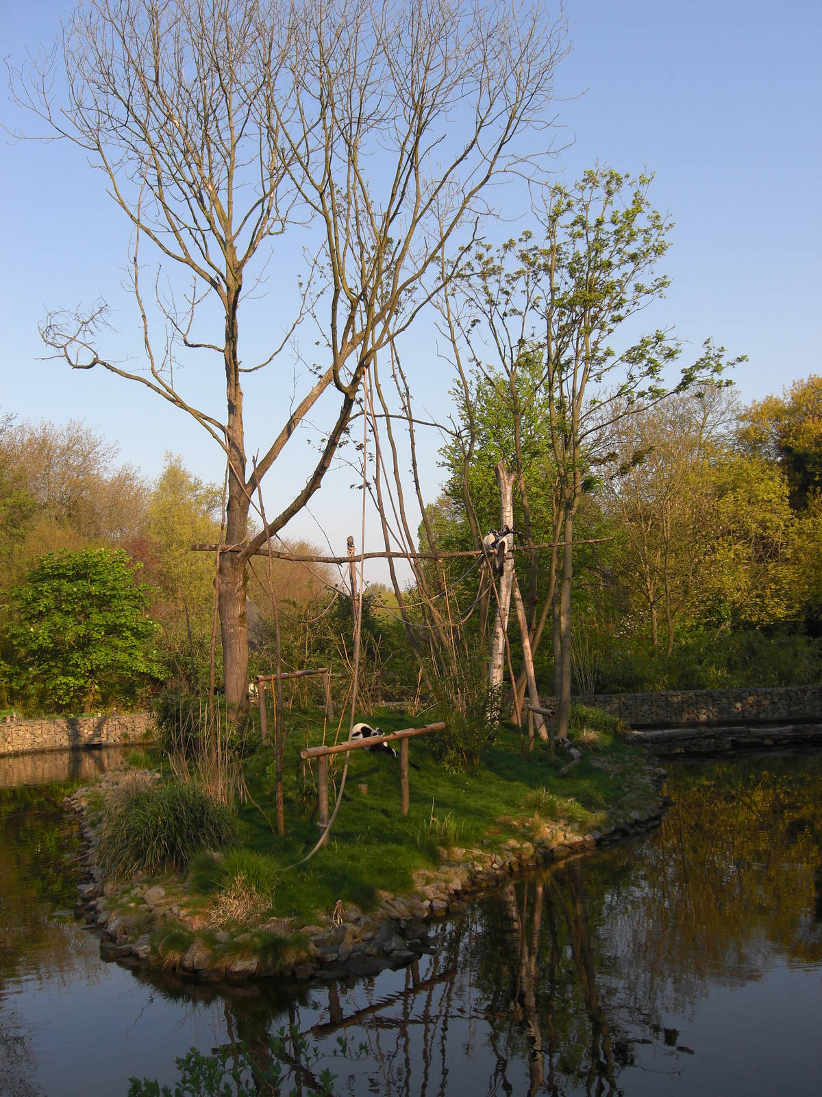 Plaswijckpark Rotterdam - Black and White Ruffed Lemurs