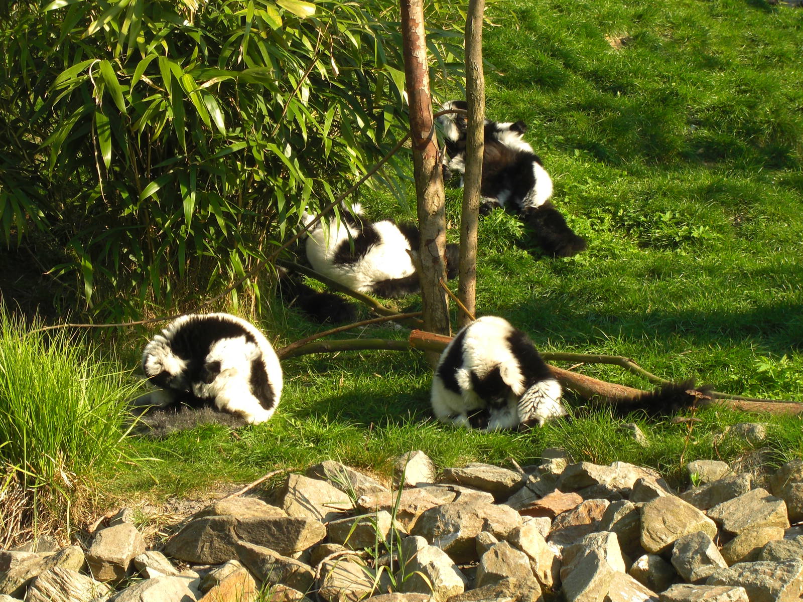 Plaswijckpark Rotterdam - Black and White Ruffed Lemurs