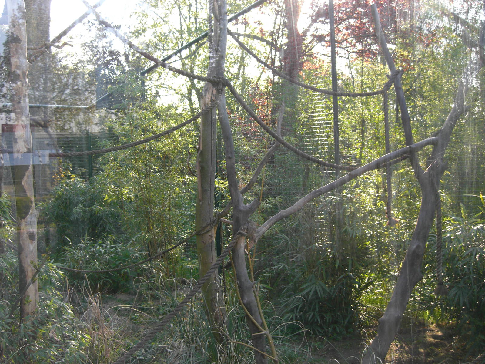 Plaswijckpark Rotterdam - Black-capped Capuchin enclosure