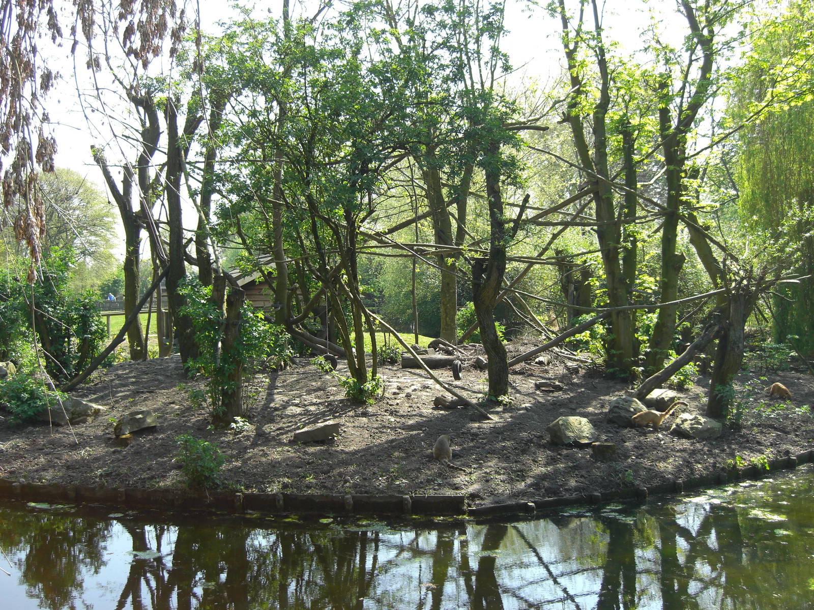 Plaswijckpark Rotterdam - Coati island