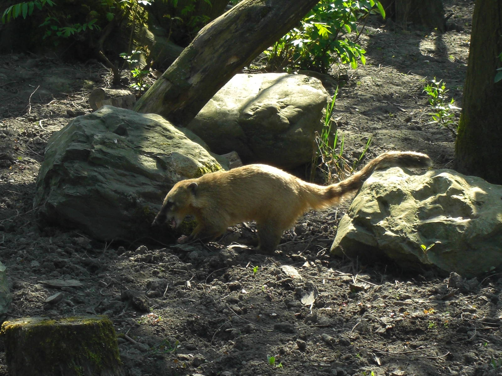Plaswijckpark Rotterdam - Coati