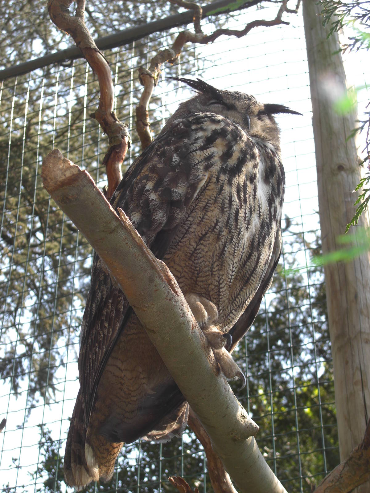 Plaswijckpark Rotterdam - Eagle Owl