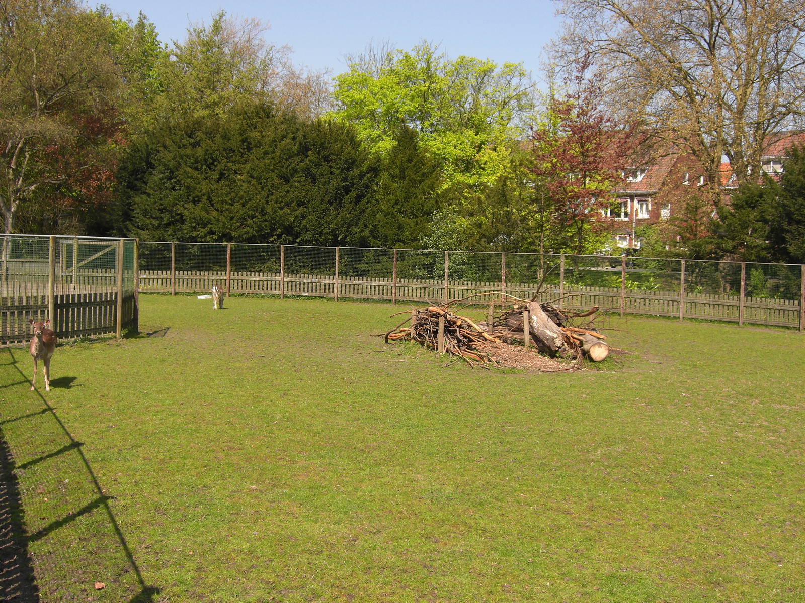 Plaswijckpark Rotterdam - Fallow deer enclosure