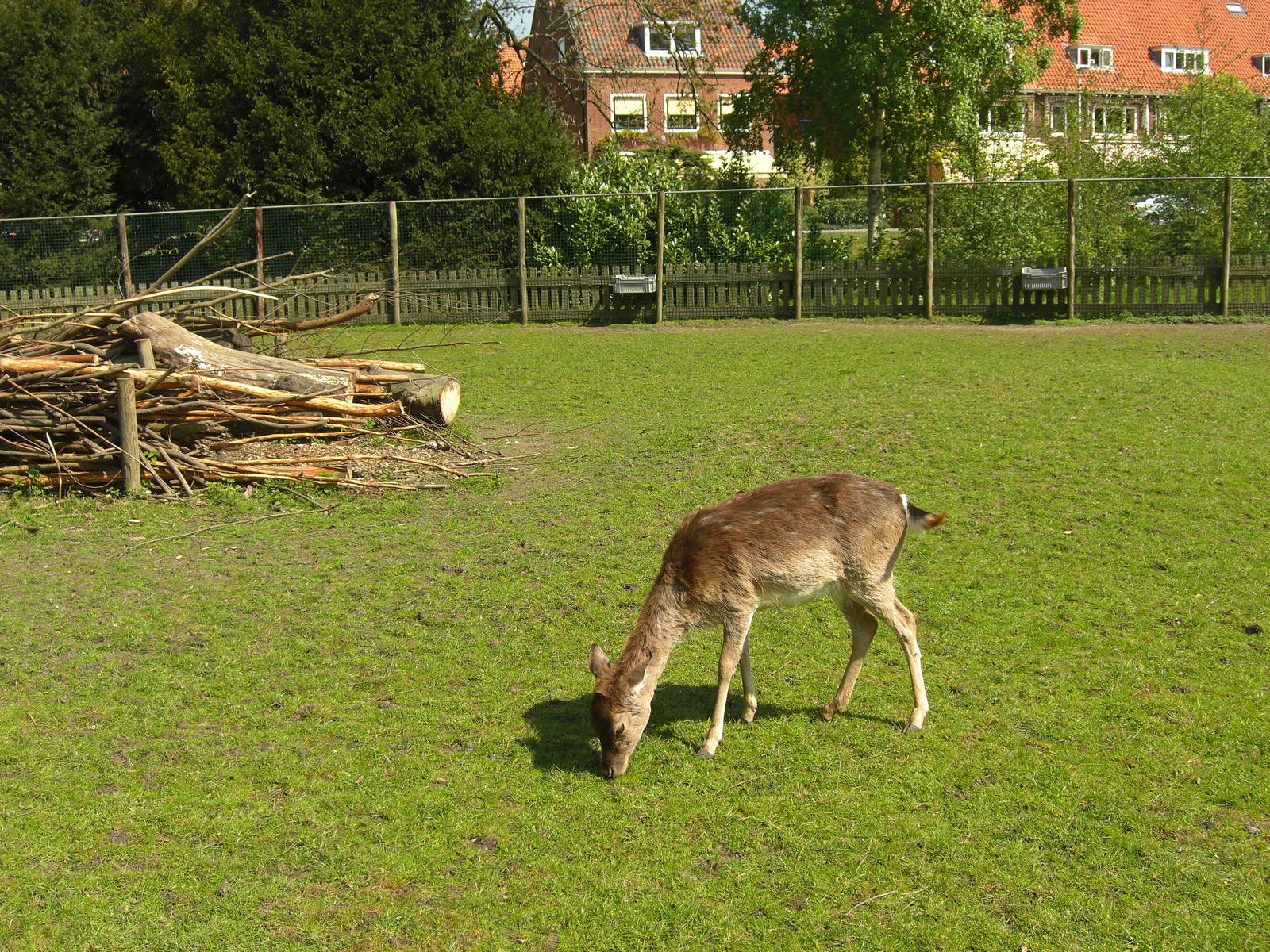 Plaswijckpark Rotterdam - Fallow deer