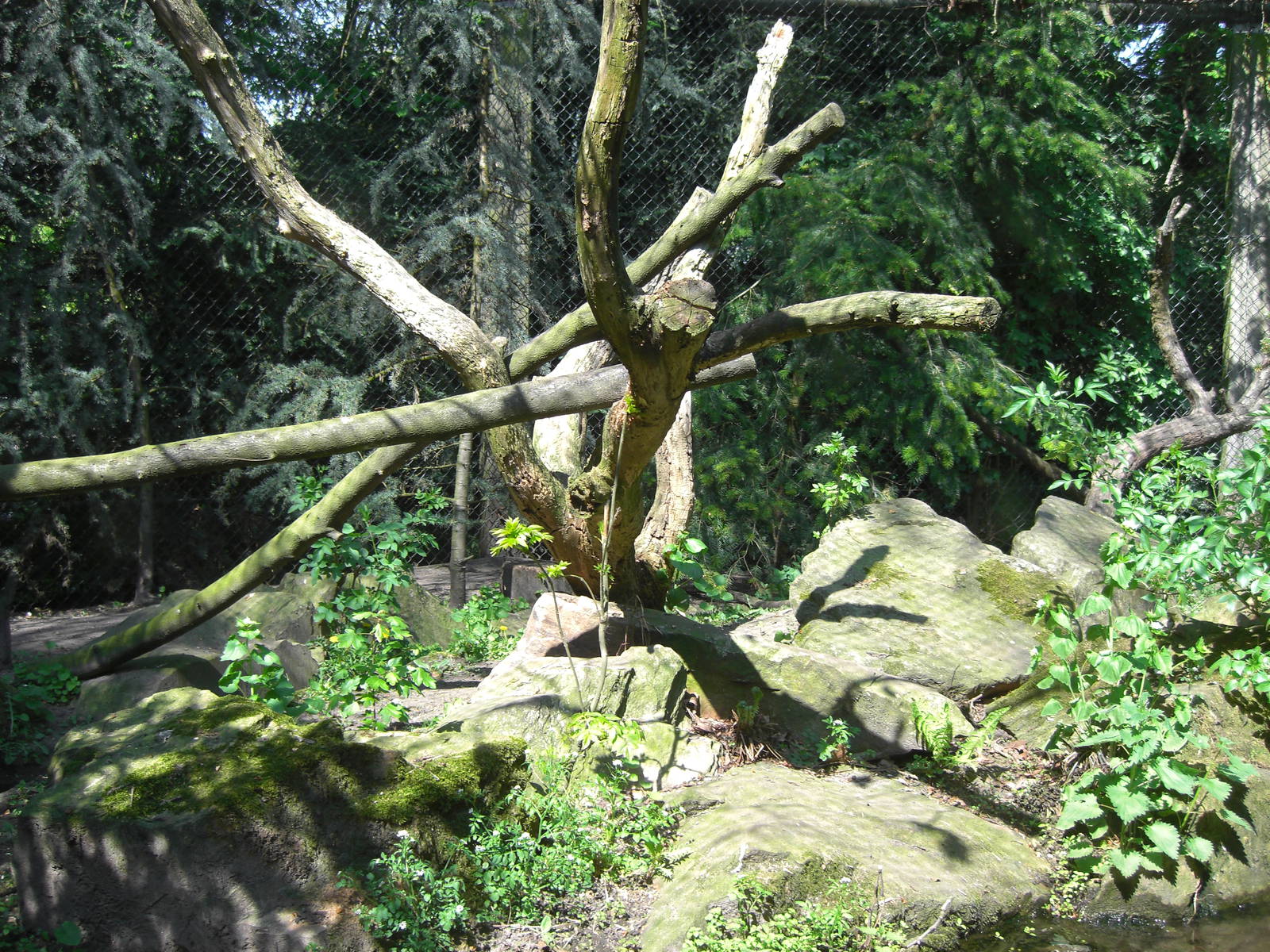 Plaswijckpark Rotterdam - Lynx enclosure