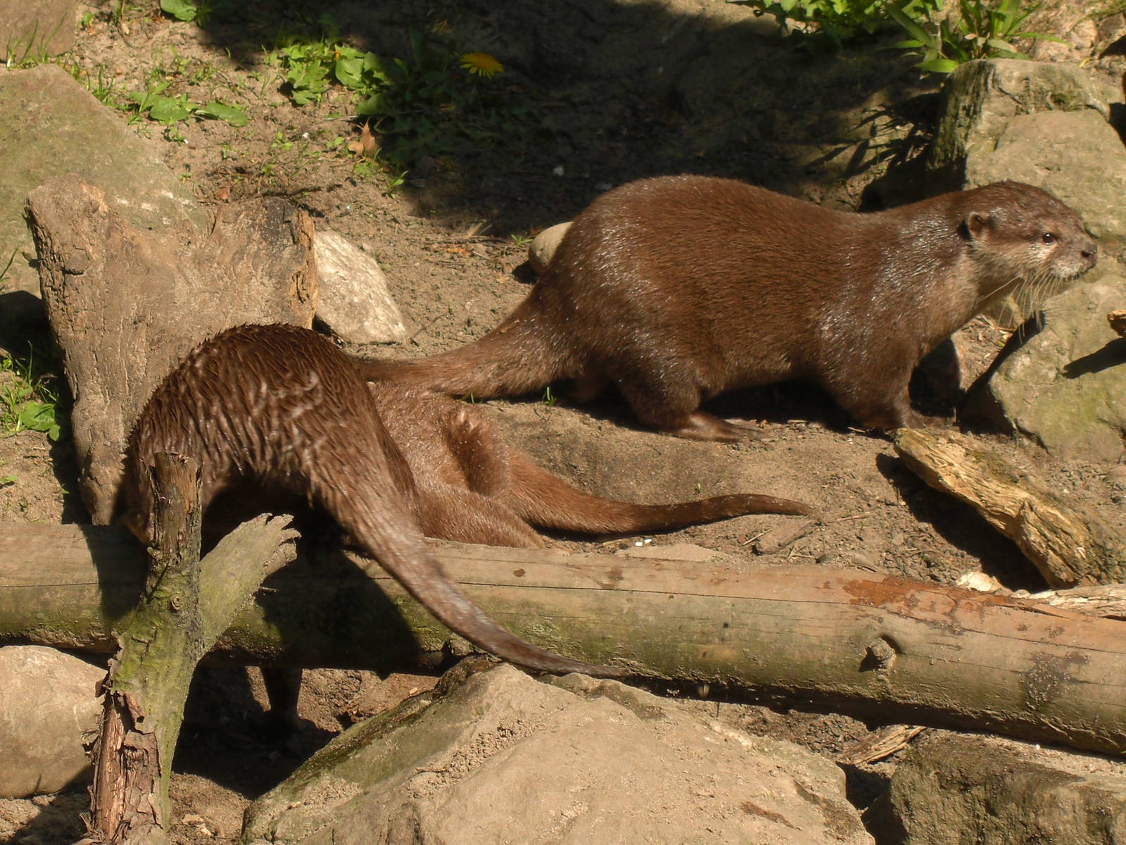 Plaswijckpark Rotterdam - Small-clawed otter