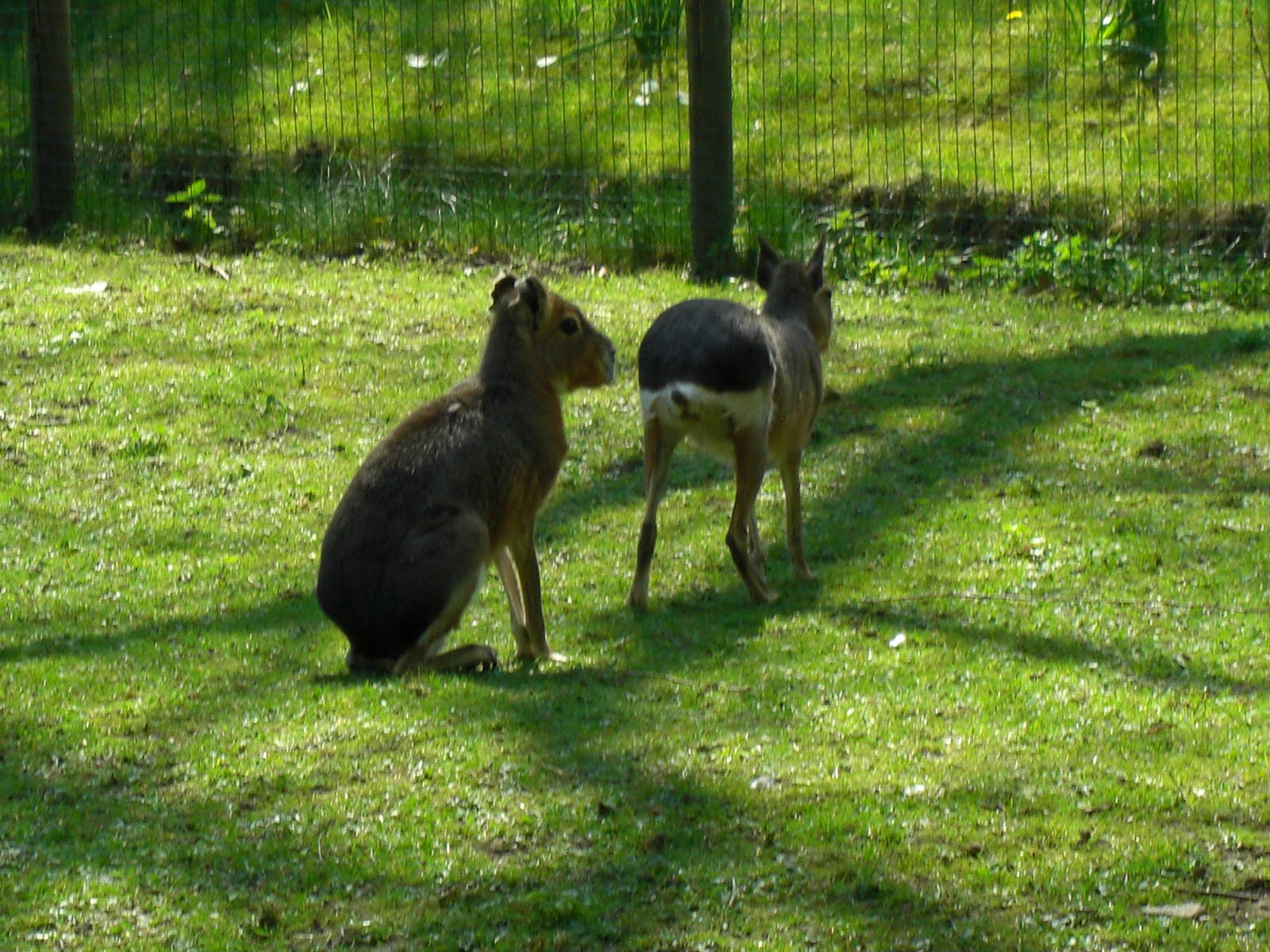 Plaswijckpark Rotterdam - South American pampas