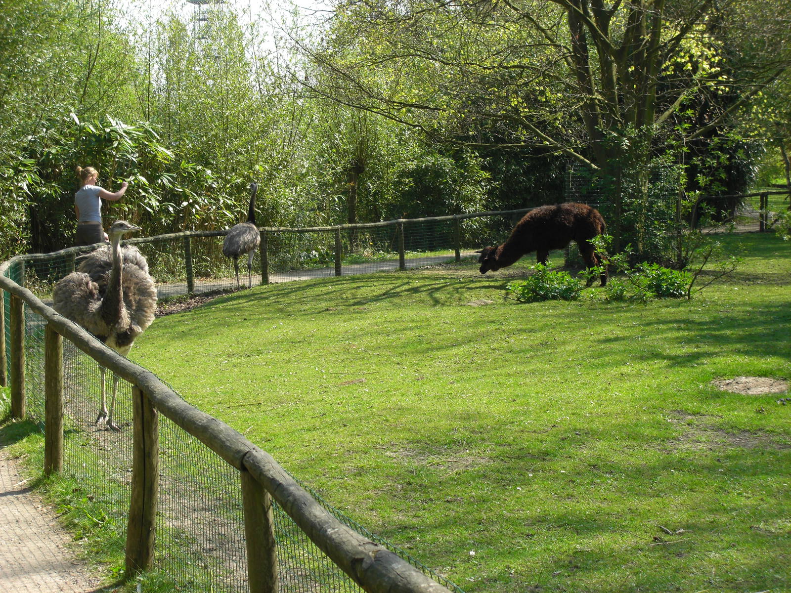 Plaswijckpark Rotterdam - South American pampas