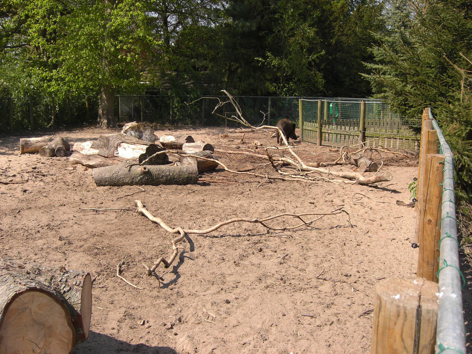 Plaswijckpark Rotterdam - Wild boar enclosure