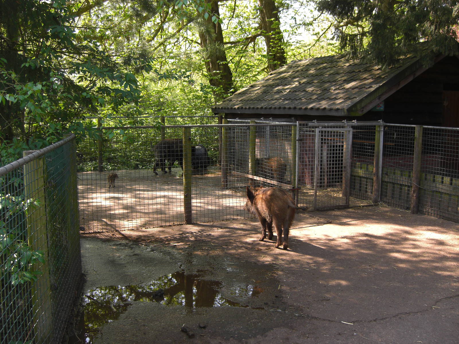 Plaswijckpark Rotterdam - Wild boar enclosure