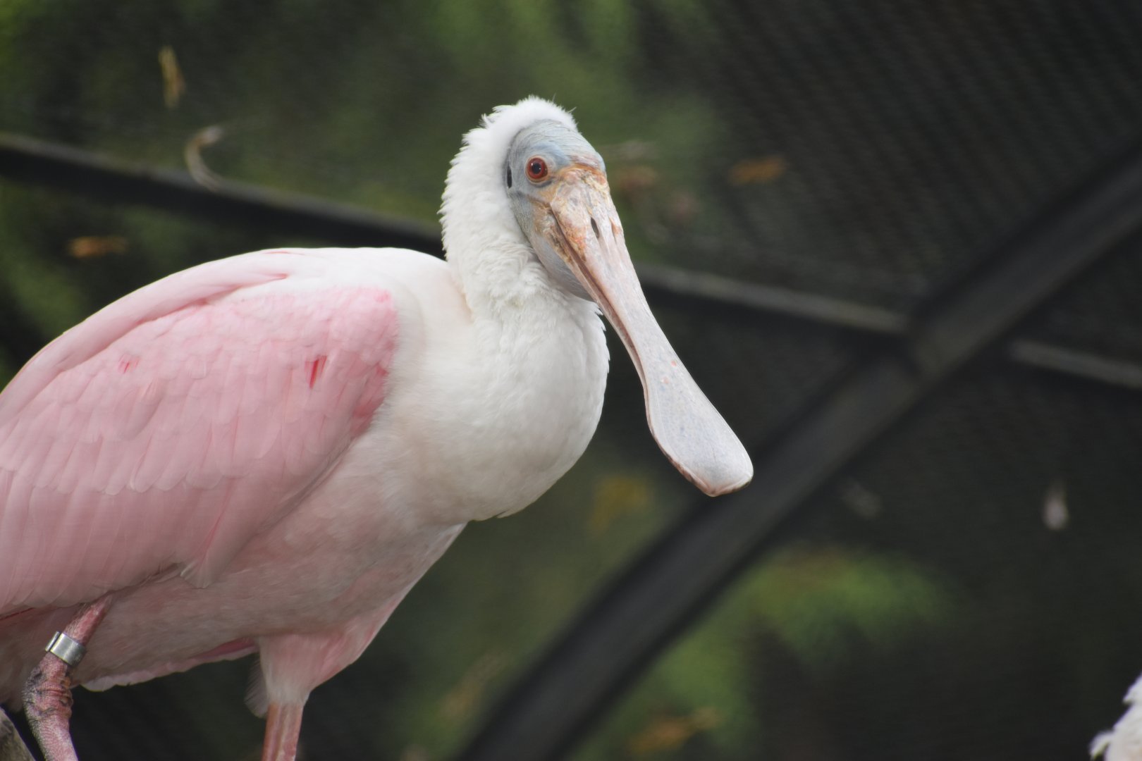 Platalea ajaja - Roseate Spoonbill