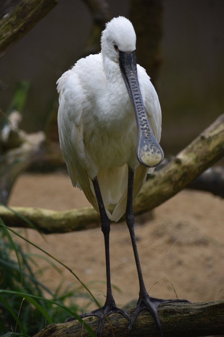 Platalea leucorodia - Eurasian Spoonbill