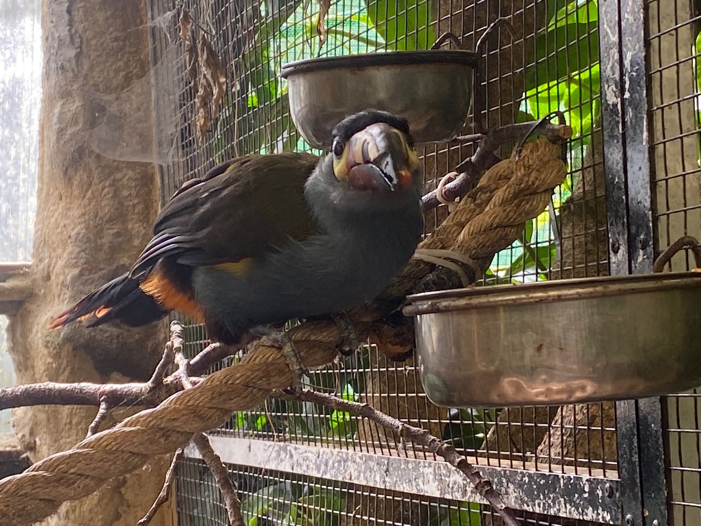 Plate-billed mountain toucan 140923