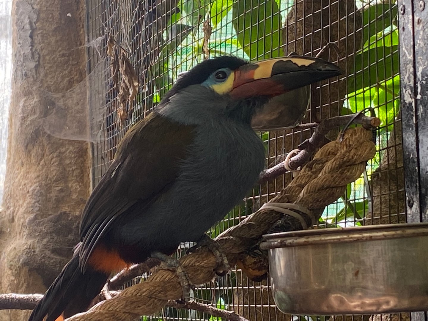 Plate-billed mountain toucan 140923