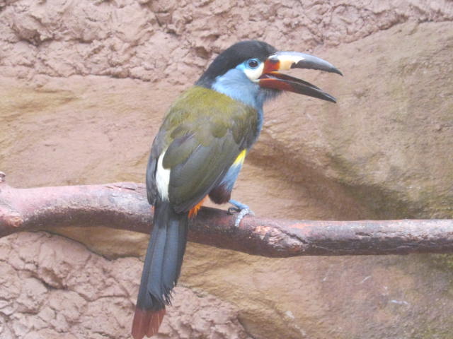 Plate-billed Mountain Toucan 2016