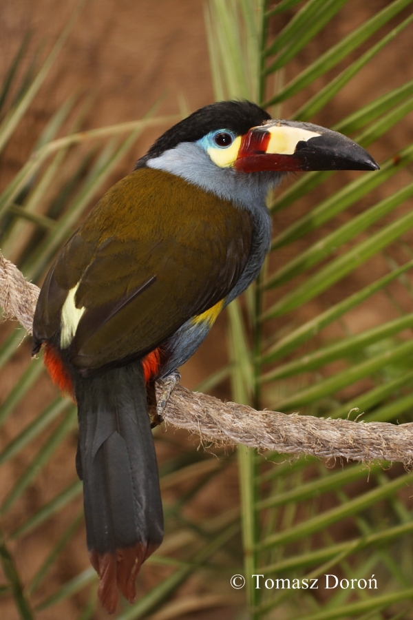 Plate-billed Mountain-toucan (Andigena laminirostris) at Amazon World Zoo P