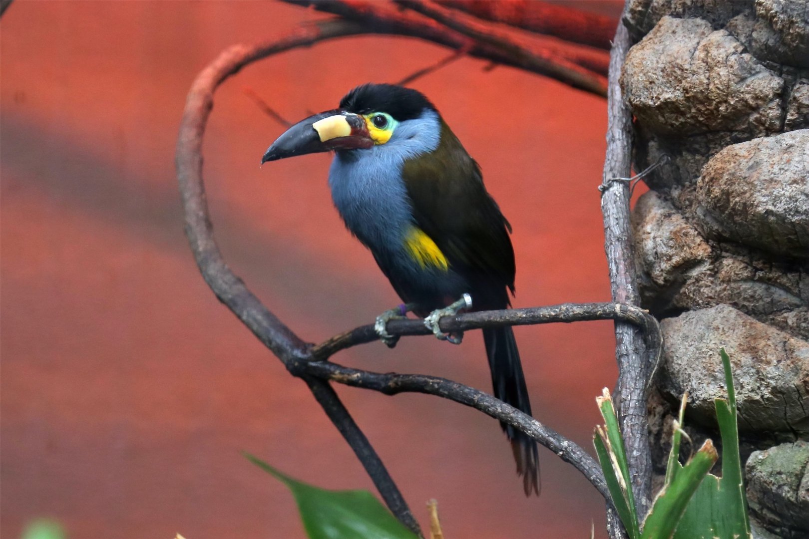 Plate-billed mountain toucan (Andigena laminirostris), December 2015