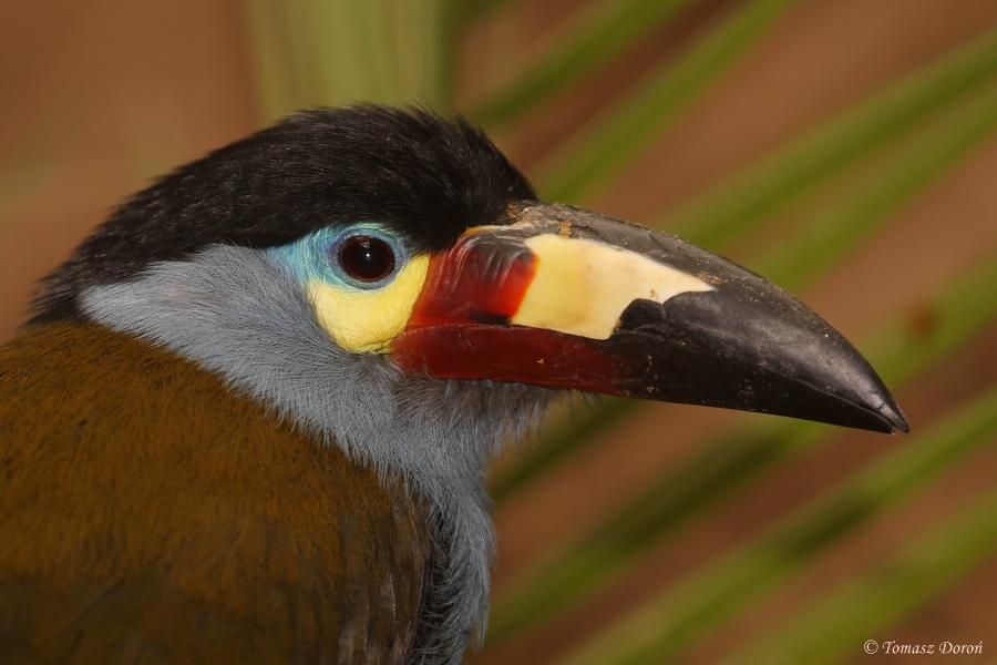 Plate-billed Mountain-toucan (Andigena laminirostris) - portrait