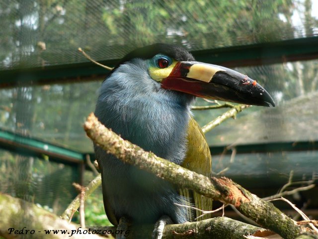 Plate-billed mountain toucan (Andigena laminirostris)