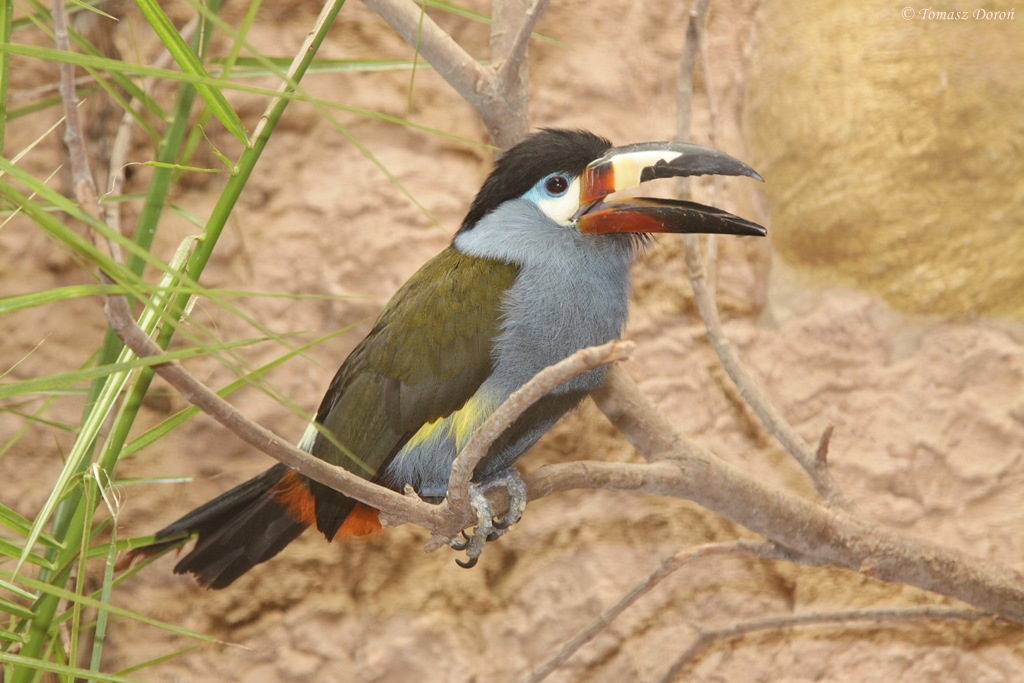 Plate-billed Mountain-toucan (Andigena laminirostris)