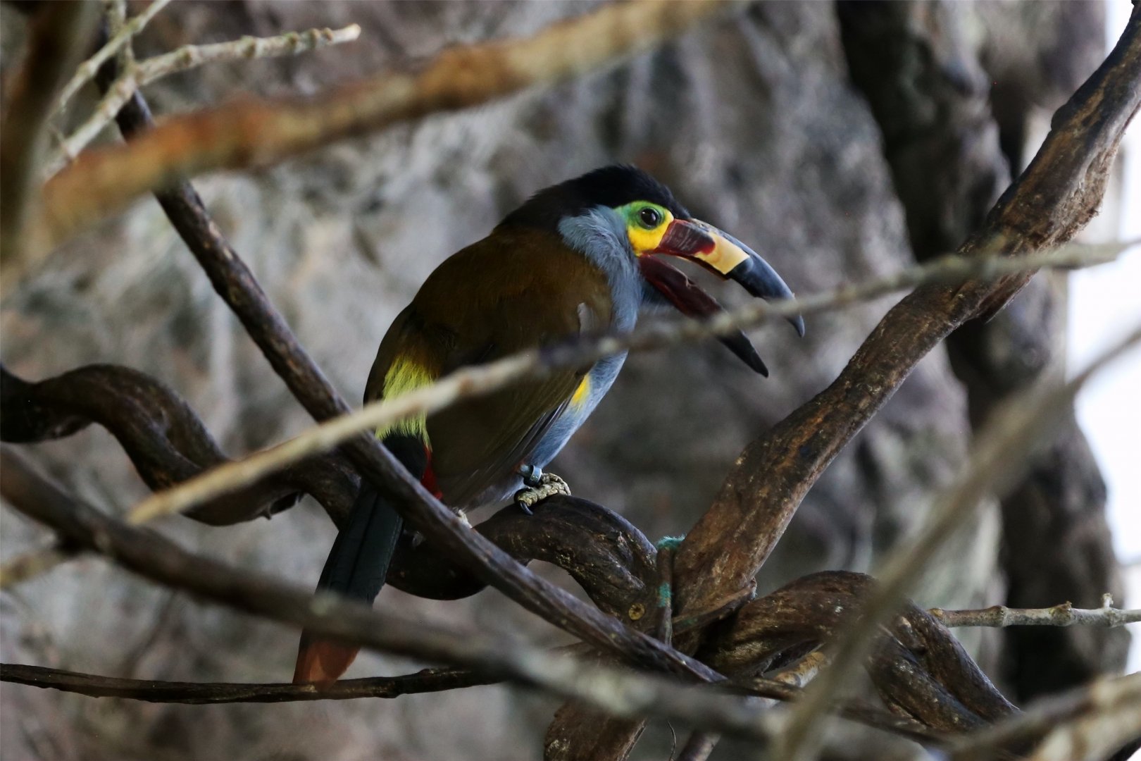 Plate-billed mountain toucan (Andigena laminirostris)