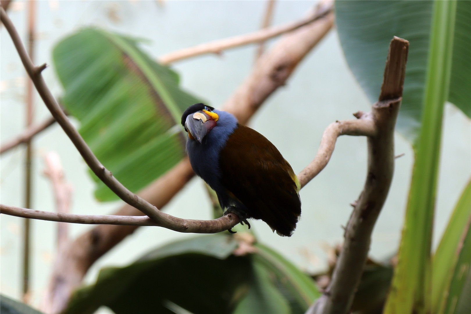 Plate-billed mountain toucan (Andigena laminirostris)