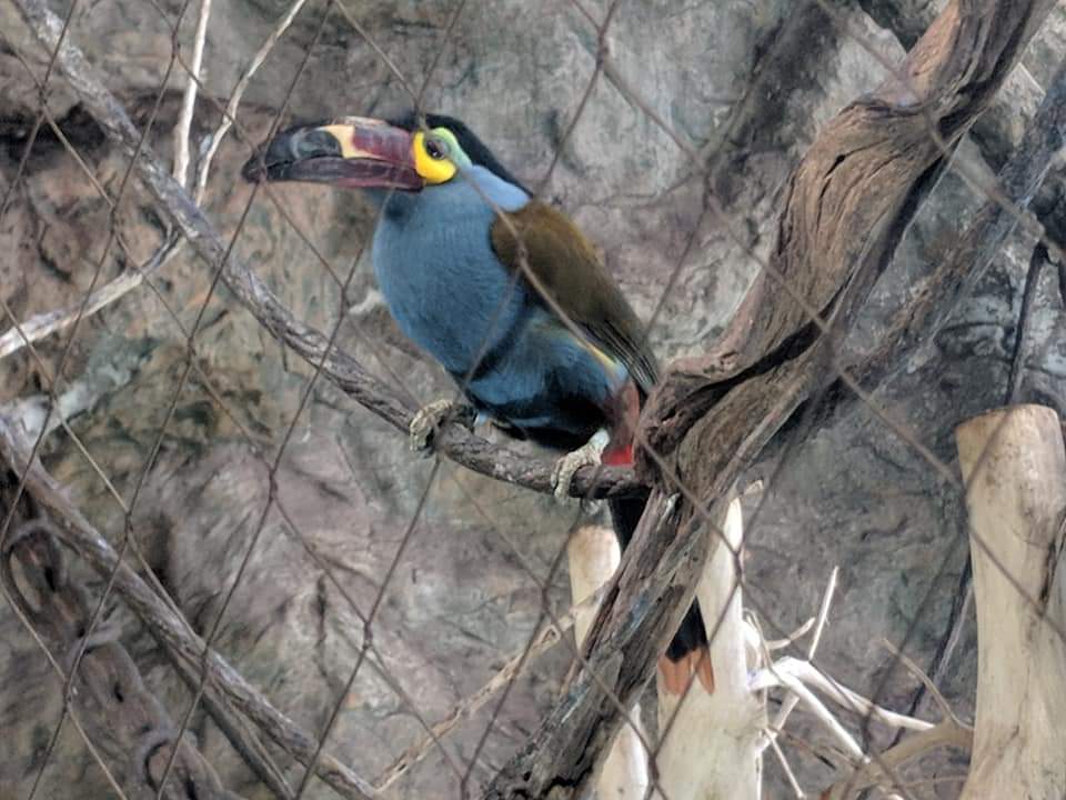 Plate billed mountain toucan (Andigena laminirostris)