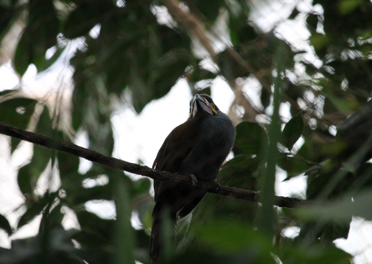Plate-billed Mountain Toucan (Andigena laminirostris)
