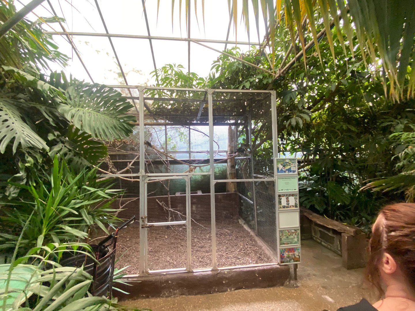 Plate-billed mountain toucan aviary 140923