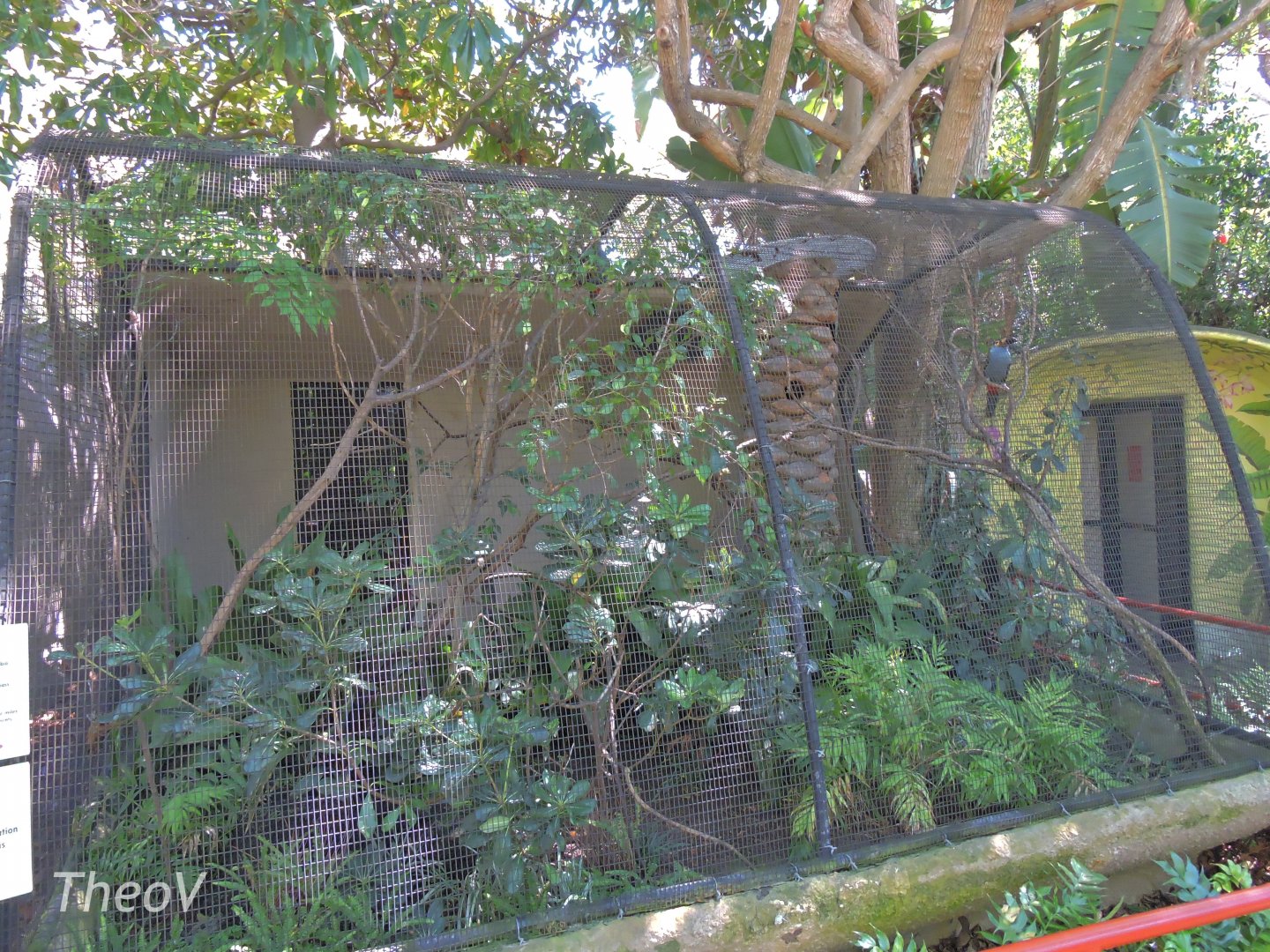 Plate-billed mountain toucan aviary - Discovery Outpost [2015]