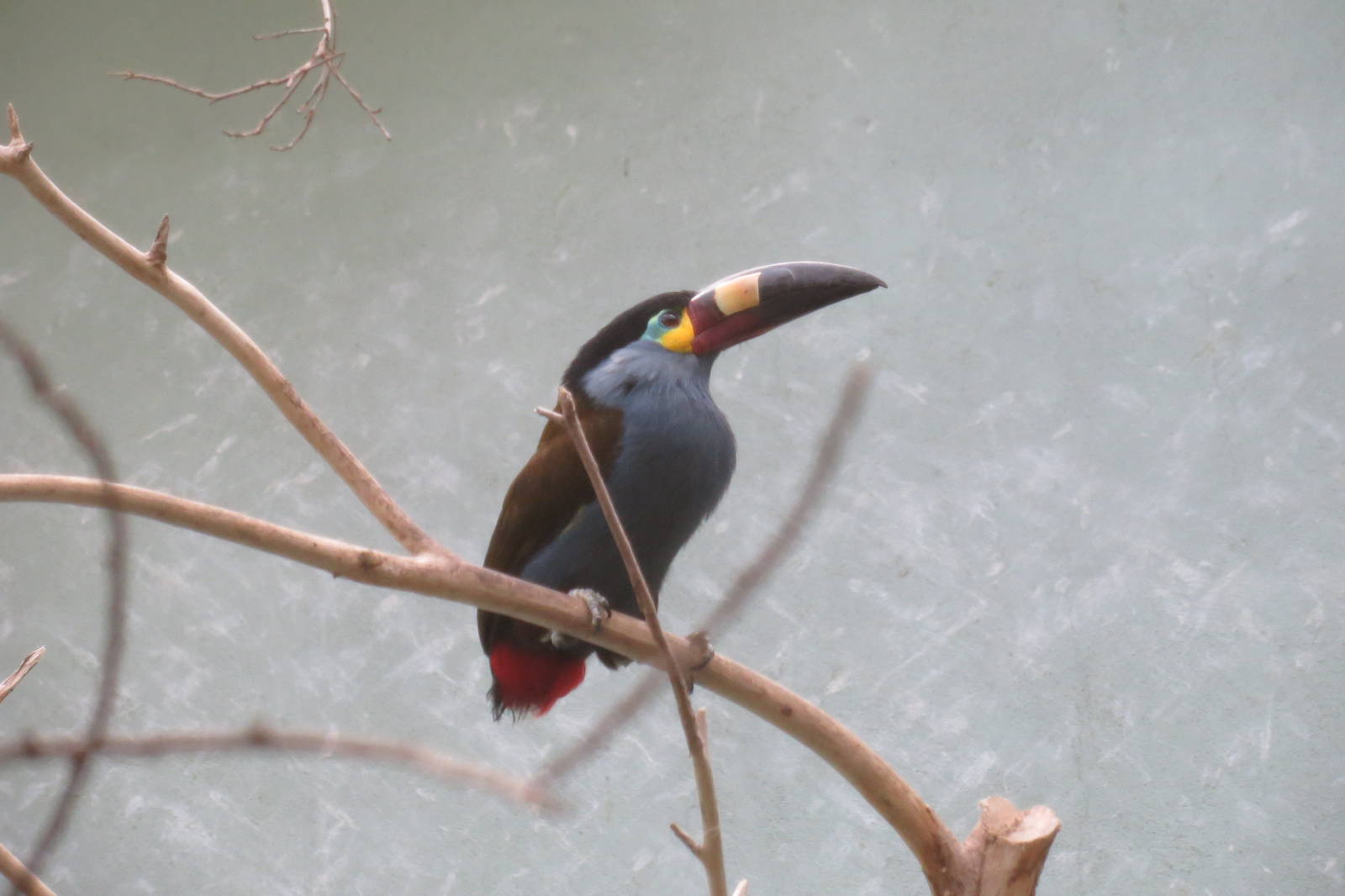 Plate-billed Mountain Toucan - World of Birds 031215